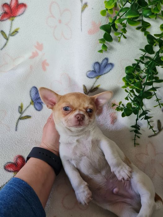 Excelente mini menino isabela Chihuahua/Chiuaua LinhagemRussa,Qualidad