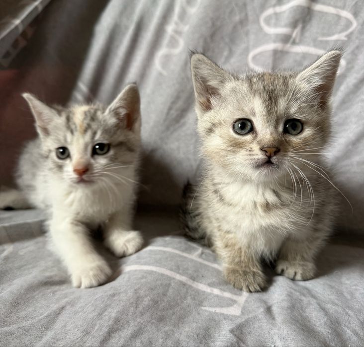 Коти.Котики.Віддам безкоштовно в добрі руки