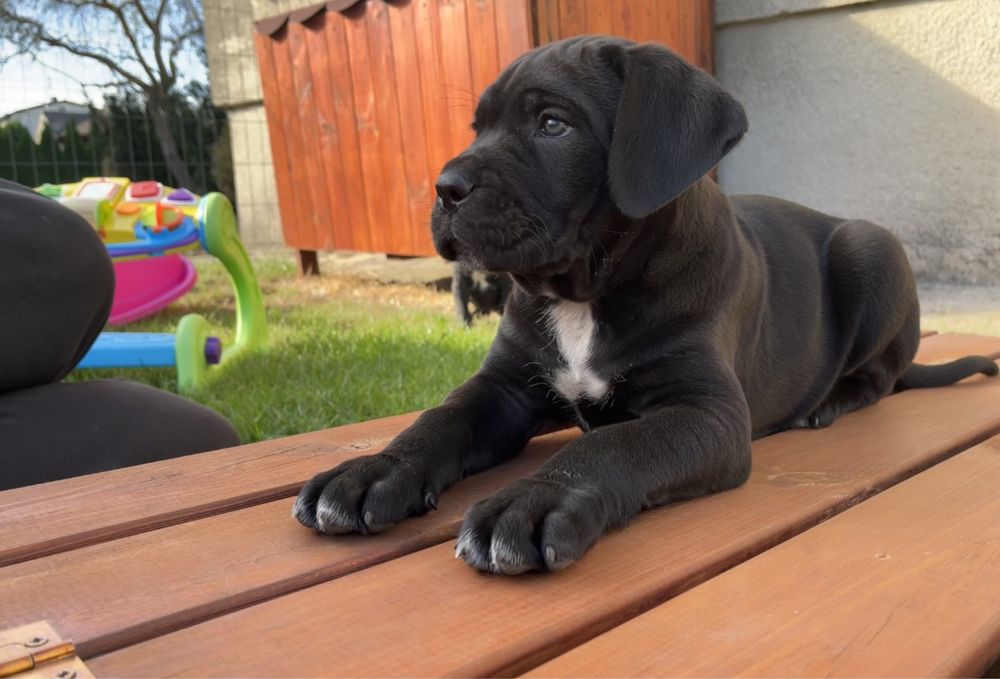 Cane Corso suczka