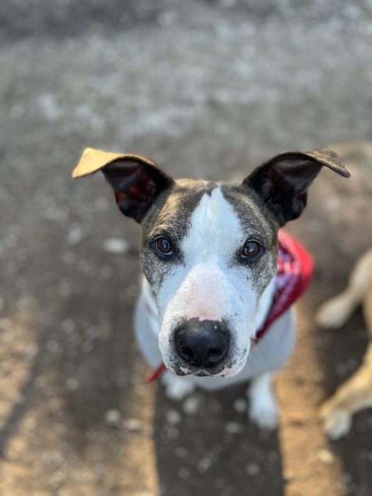 Adoção MILAGRE para um Cão Especial