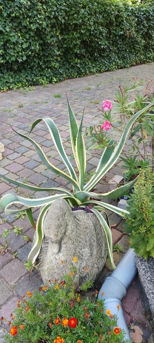 Sprzedam dużą agawę