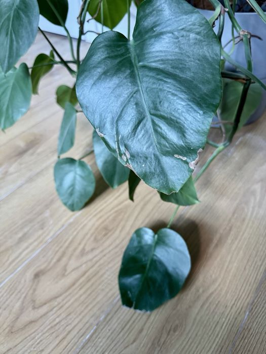 Monstera w donicy