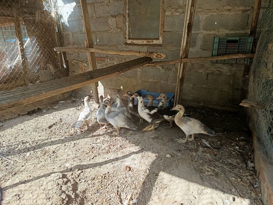 Vendo patos mudos