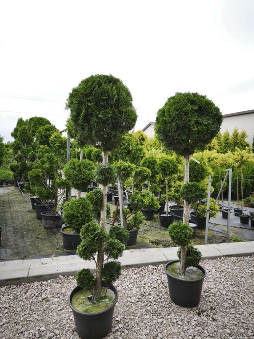 Bonsai tuja szmaragd formowana w kulę