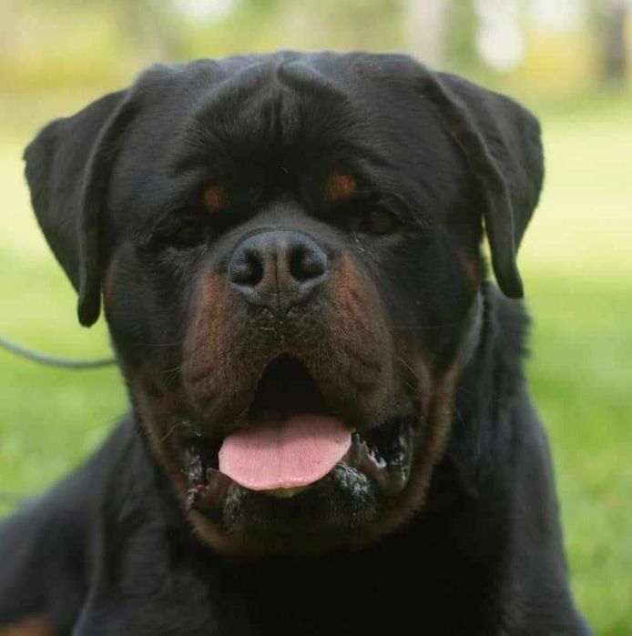 Rottweiler, szczeniak FCI