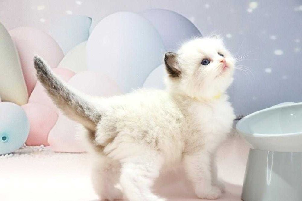 Чарівний блакитноокий котик чарівної породи -Ragdoll