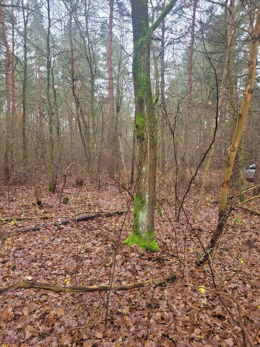 Działka letniskowa blisko Narwi