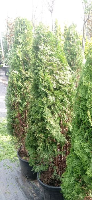 Туя Смарагд 150мм в высоту.