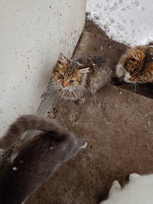 Кошенята шукають друзів і родину!