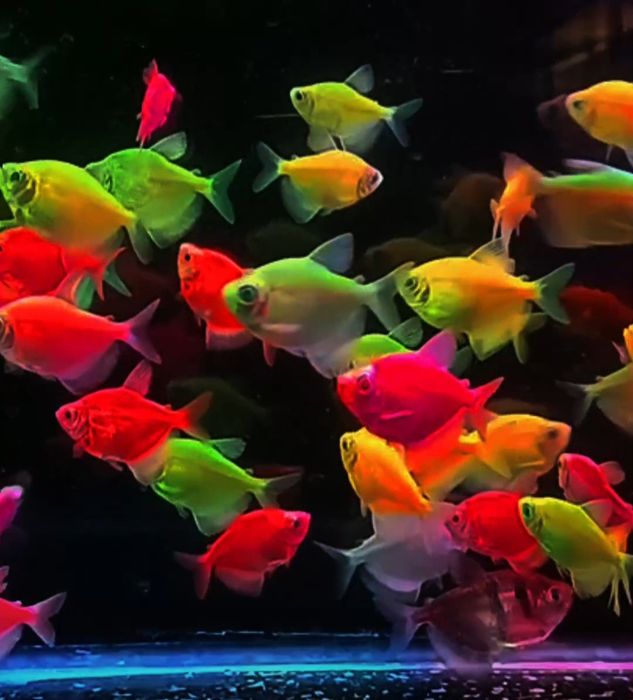 Рибки в акваріум Даніо Тернеція  Барбус Glo Fish ОПТ