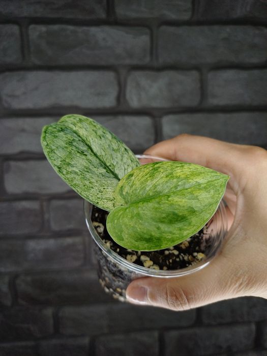 Scindapsus Dark Silver Cloud Variegata #2