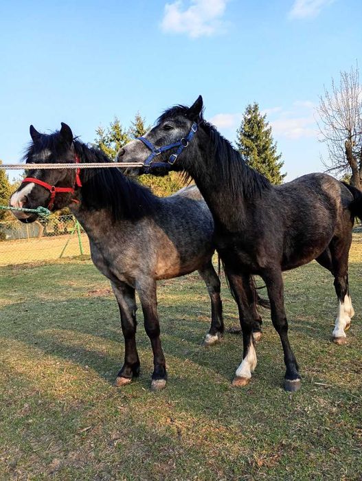 Sprzedam Pare Walachow