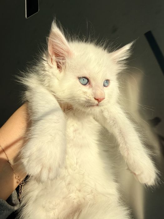 Мейн кун документи