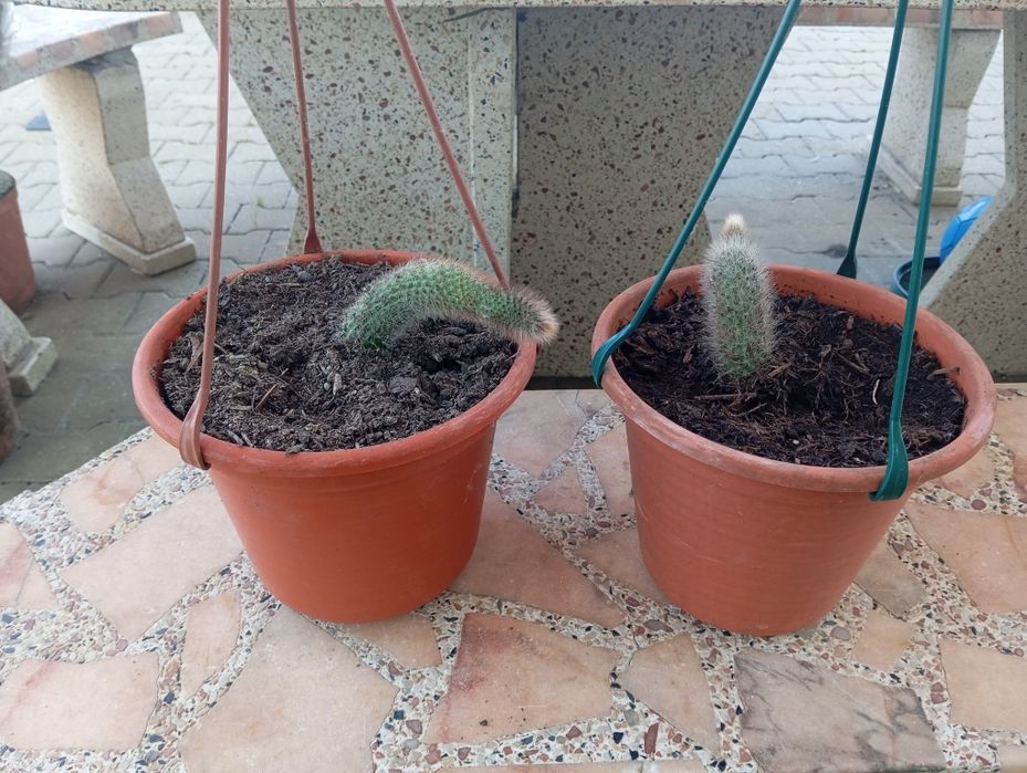 Cacto/Suculenta Rabo de Macaco