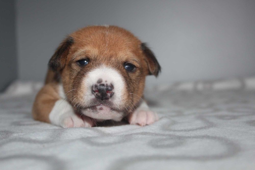 Цуценята басенджі для тебе.