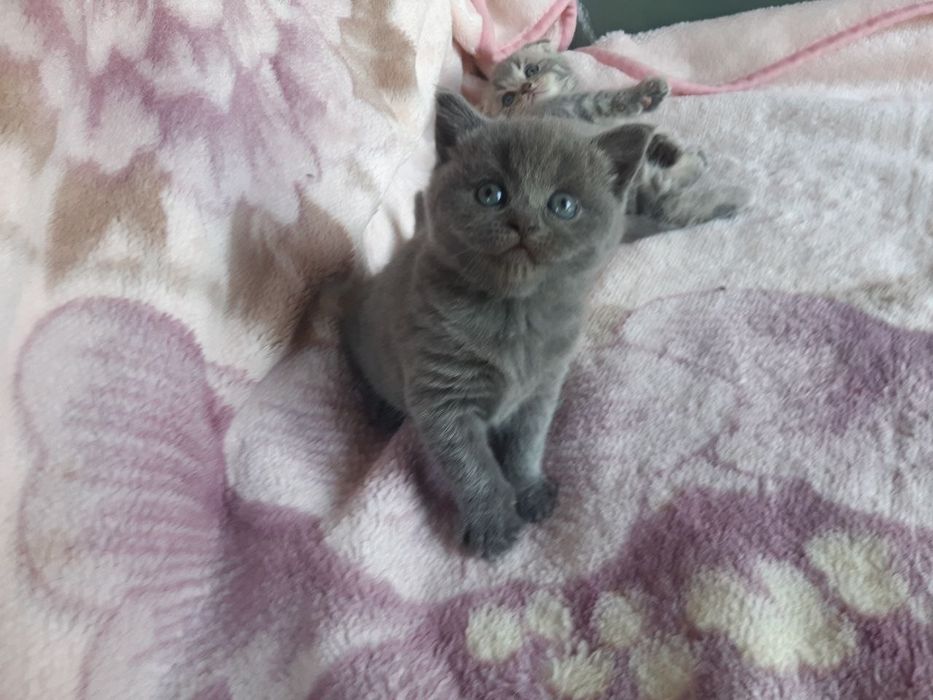 Британские котята