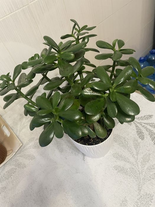 Грошове дерево вазон