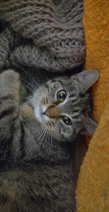 Kot kociczka kotka kociak