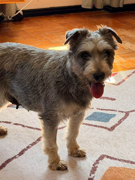 Flora, Schnauzer para adopção