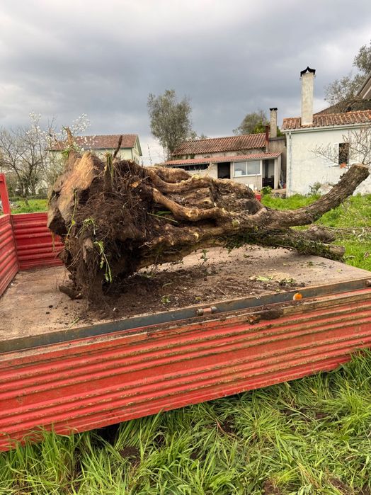 Oliveira centenária