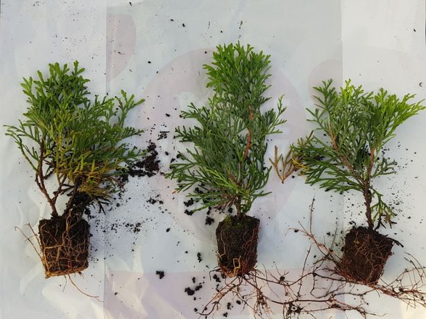 Какие корни у туи фото Какие корни у туи фото