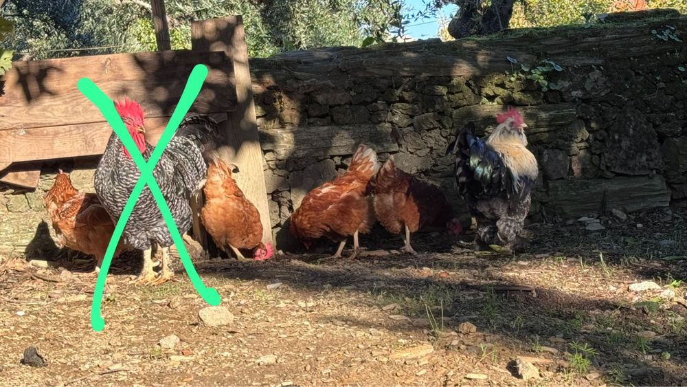 Vendo  galinhas e galos JUNTOS