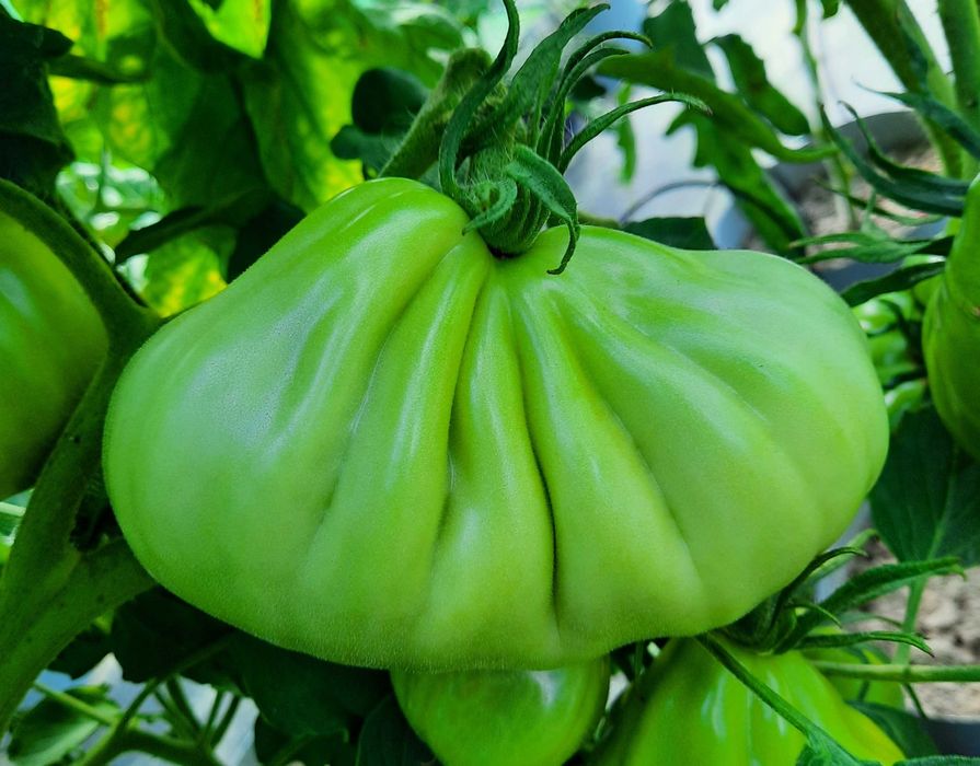 pomidor Or Pera d'Abruzzo nasiona kolekcjonerskie