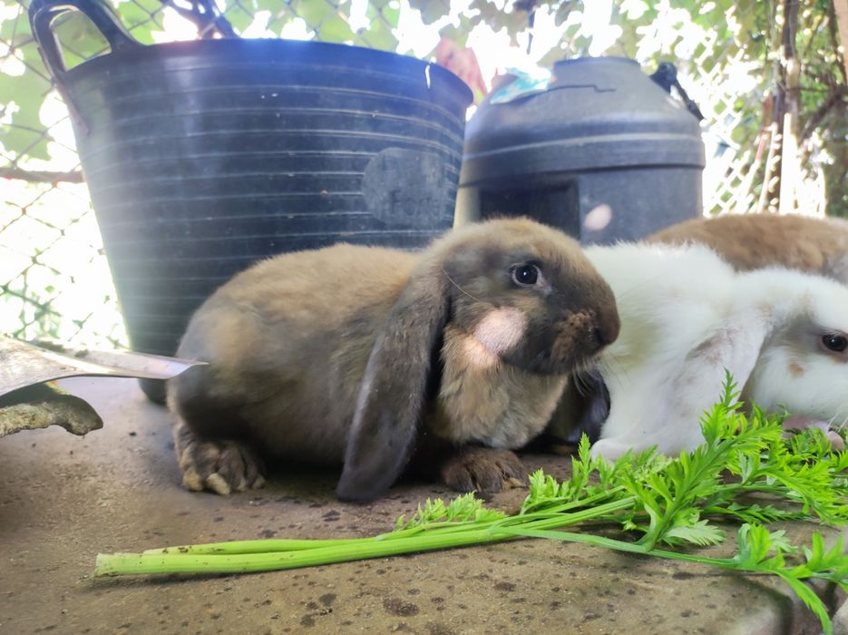 Кролі породи французький баран