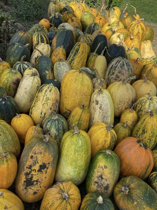 Домашня диня кормова