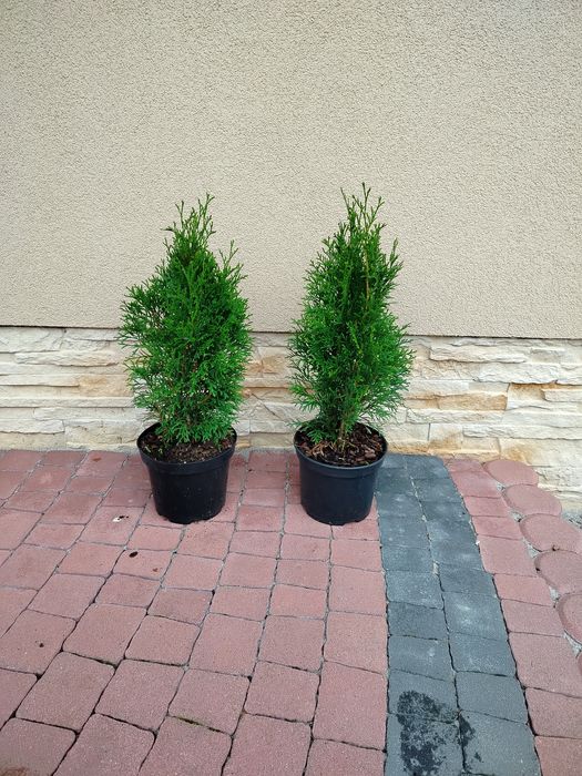 Tuje tuja szmaragd szmaragdowe 40-50cm -5zl