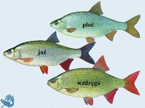 Karp koi butterfly jesiotr albinos karaś złoty ozdobny