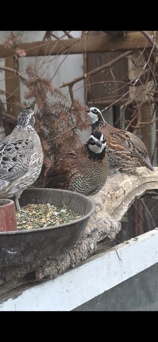 Przepiór Kalifornijski