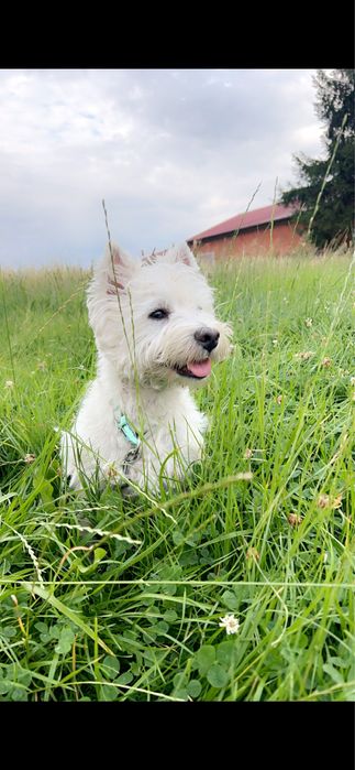 Suczka west highland white terier