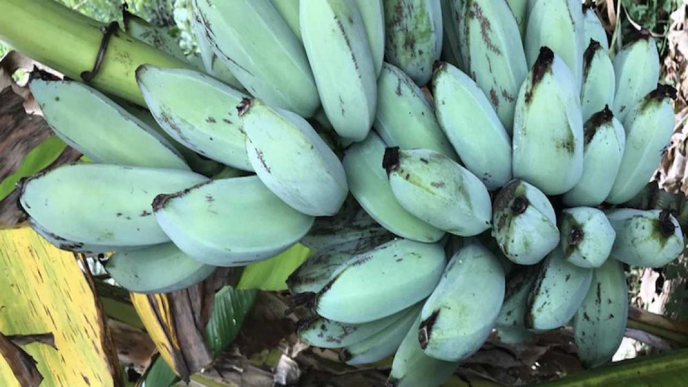 NOVIDADE a famosa BANANEIRA AZUL Apenas envios