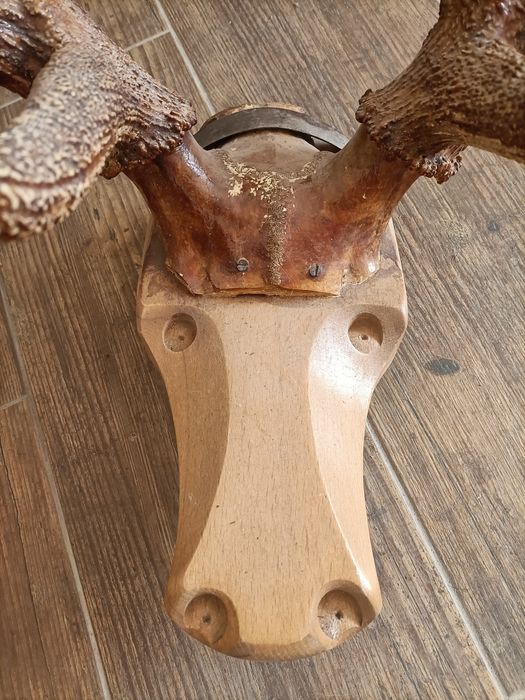 Рога лося. Продам.