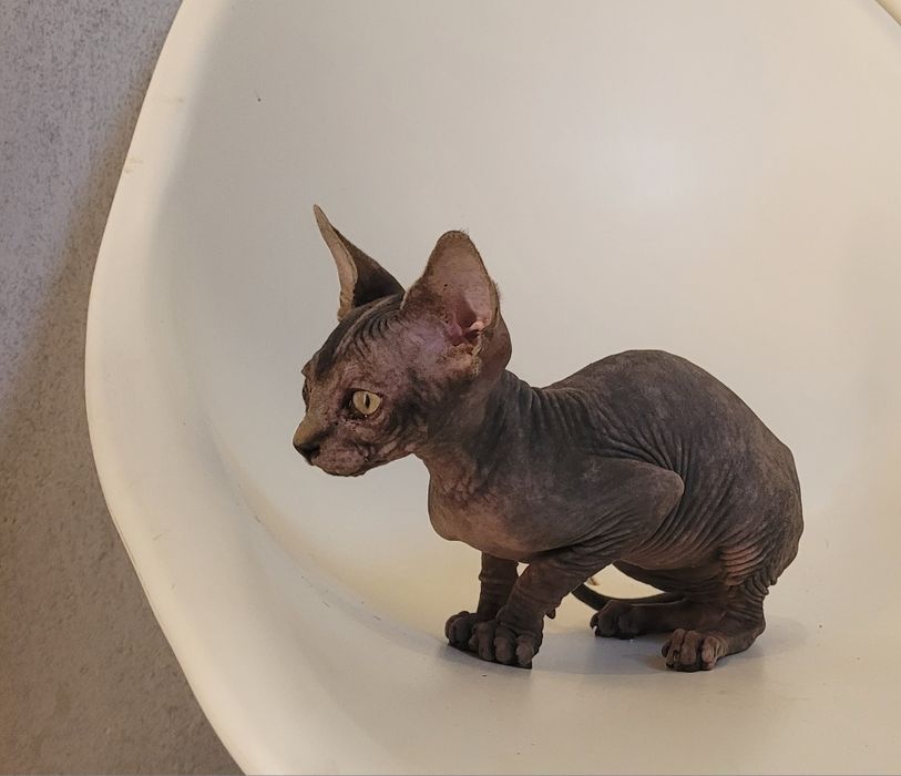 Gatinha sphynx bebé