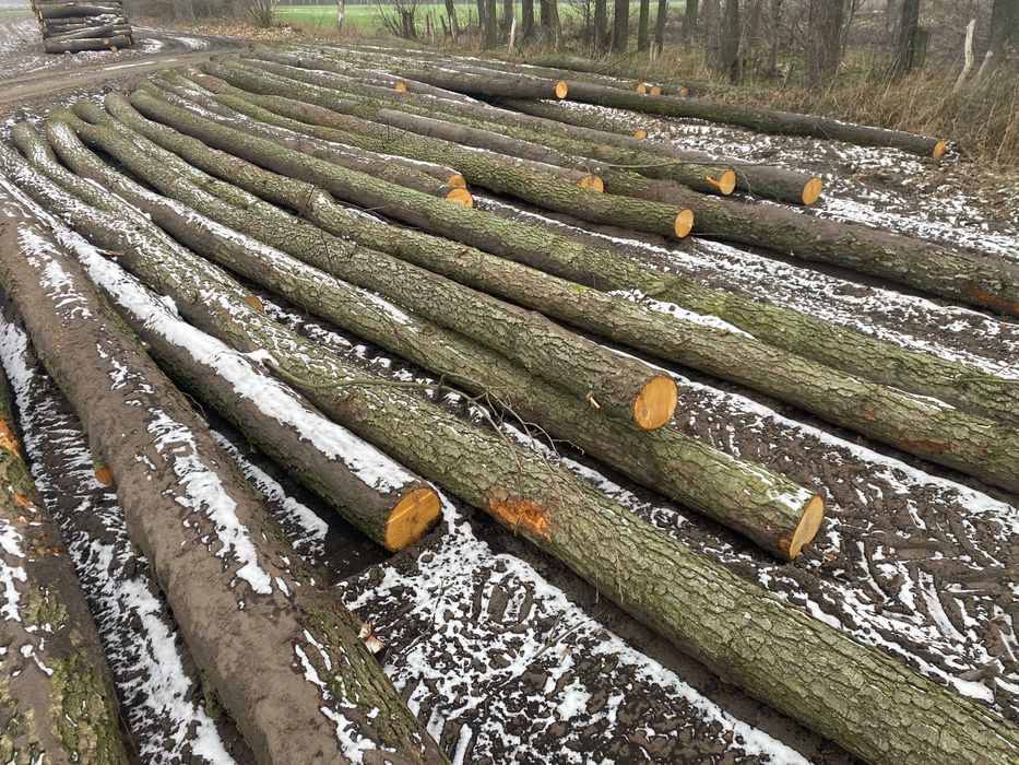 Skup drewna tartacznego Brzoza, i papierówki