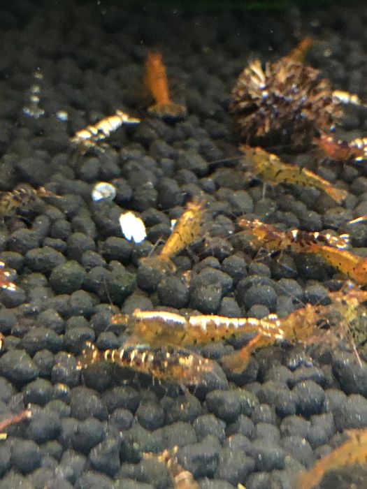 Krewetki cardina hybrydy mix