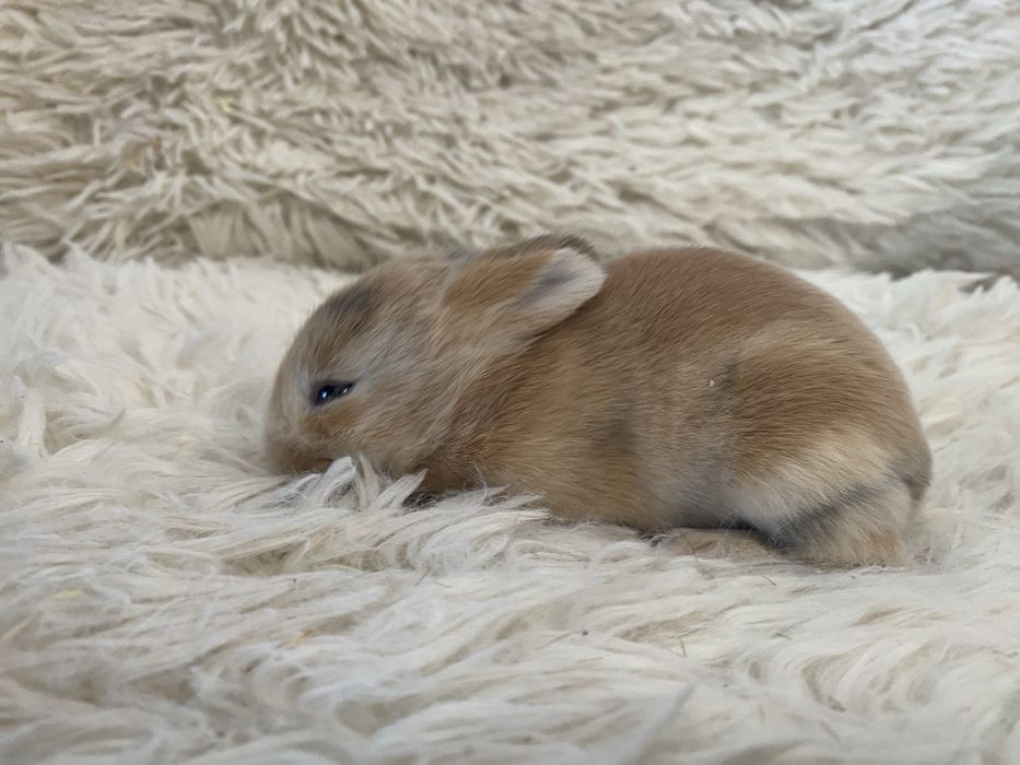 Królczek Mini Lop
