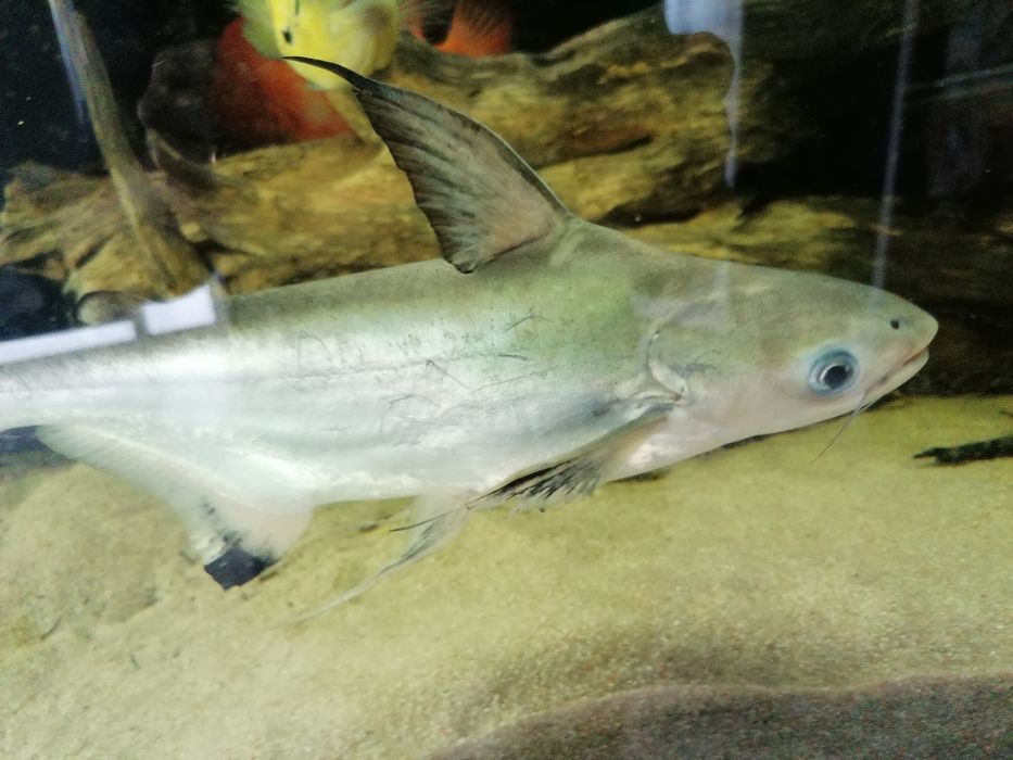 Pangasius sanitswongei