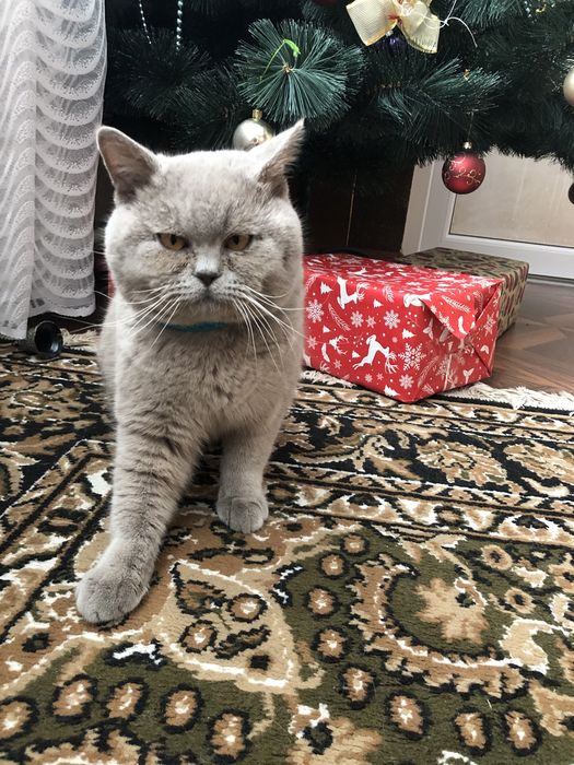 В‘язка шотландських котів
