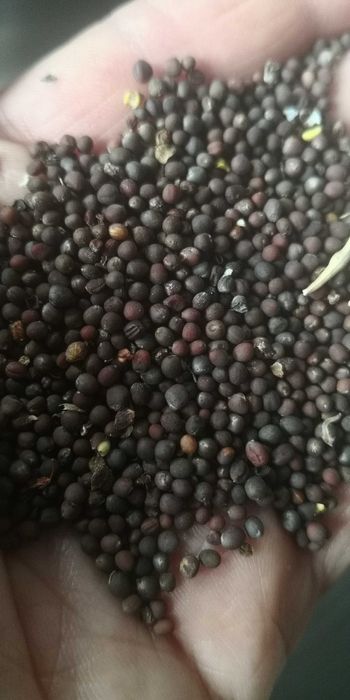 sementes Couve Galega