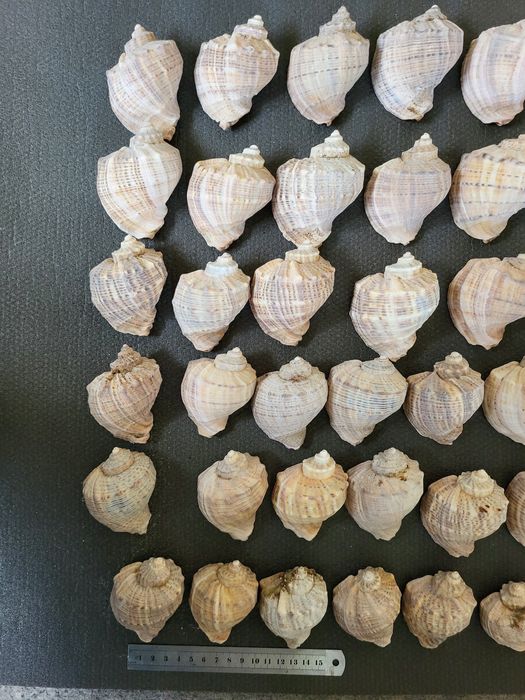 Ракушки  / Мушлі