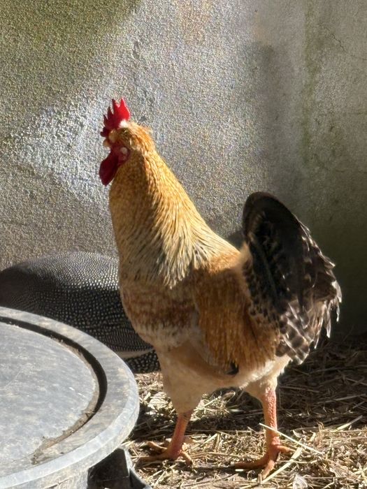 Galo bonito com 1 ano