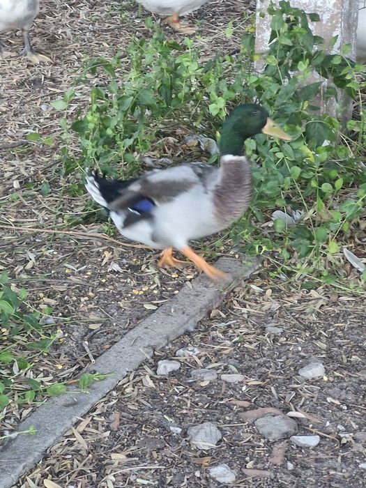 Patos reais ( bravos)