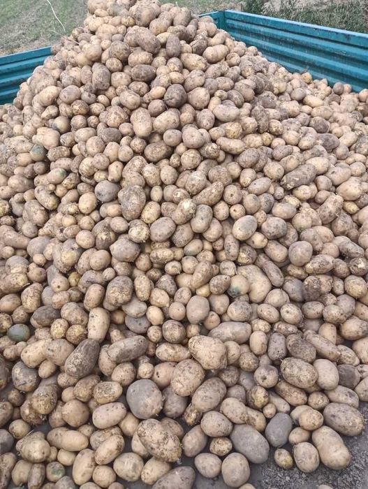 Ziemniaki prosto z pola duże i małe