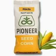 Nasiona materiał siewny kukurydzy - Mas Saatbau Pioneer Smolice RGT SY
