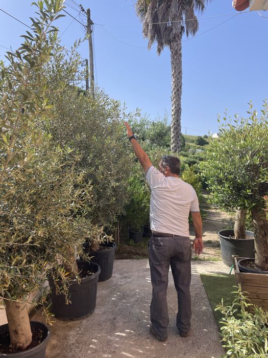 Oliveira Europeia em vaso