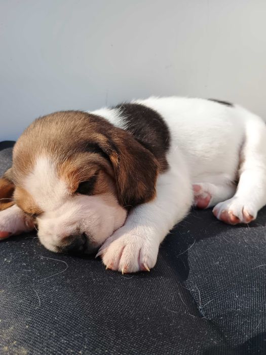 Beagle szczeniak