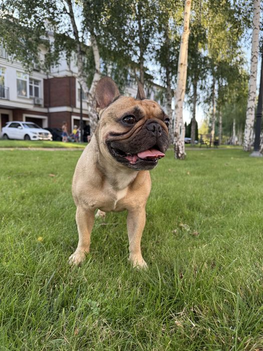 Французский бульдог